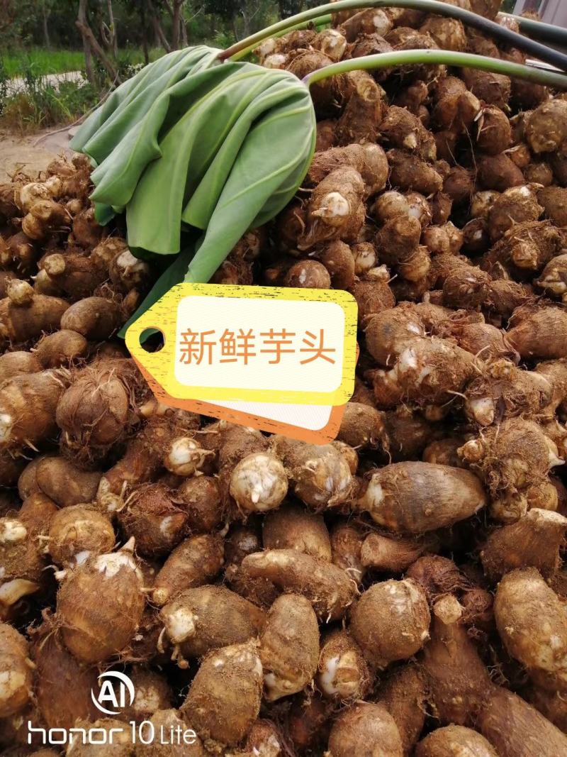山东小芋头牛奶芋头全年供货支持一件代发支持落地配