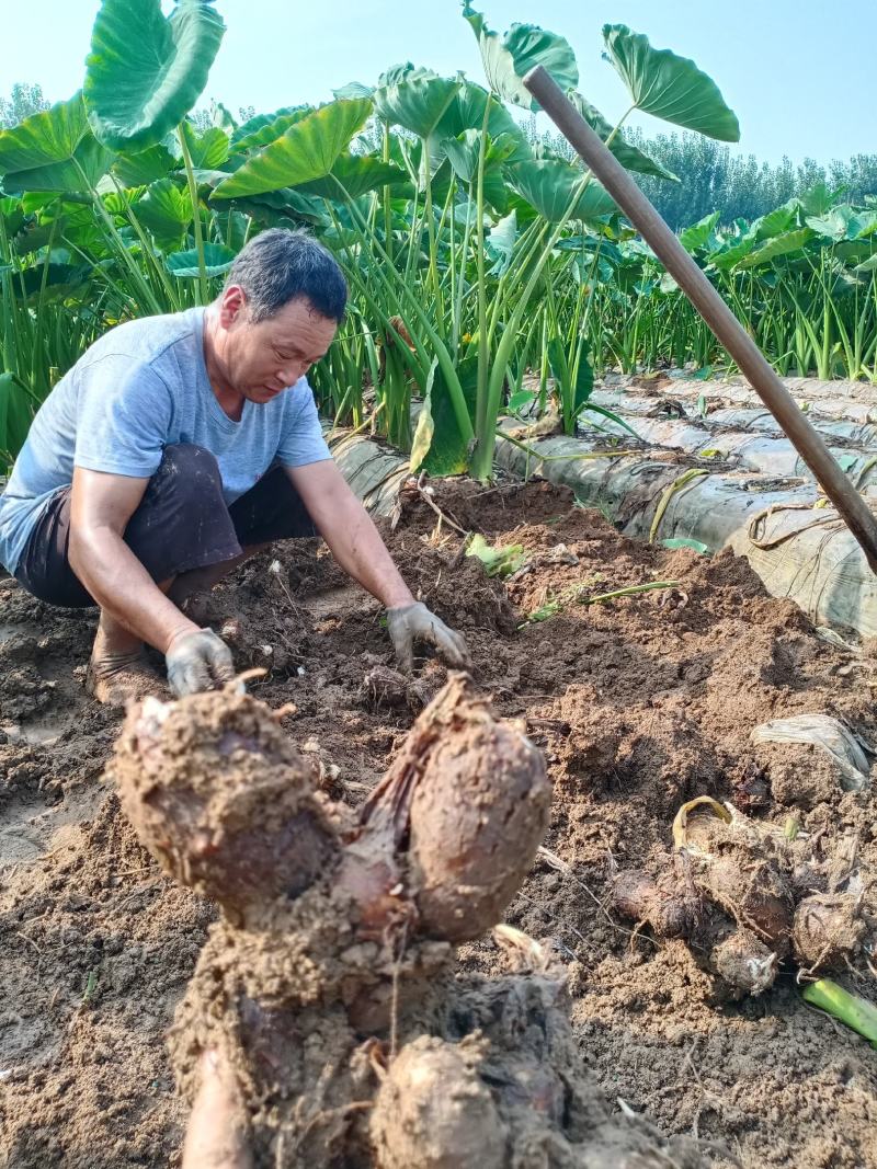 山东小芋头牛奶芋头全年供货支持一件代发支持落地配