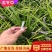 麦冬草绿化园林工程用苗代办中叶细叶麦冬苗麦冬草大量现货