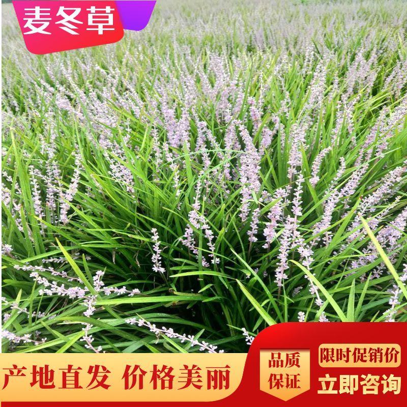 麦冬草绿化园林工程用苗代办中叶细叶麦冬苗麦冬草大量现货