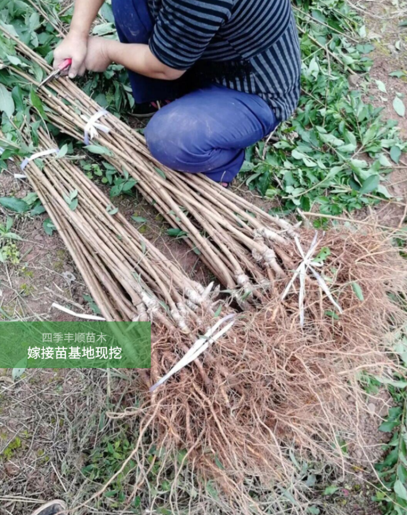 【原产地大果型】凤凰李苗/五月脆李子苗/早熟李树苗现挖苗