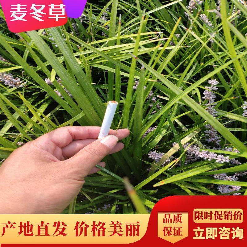 代办麦冬苗麦冬草四季常青园林工程园艺用苗