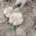 要严格筛选产品，凉薯地瓜湖北天门出大量有货