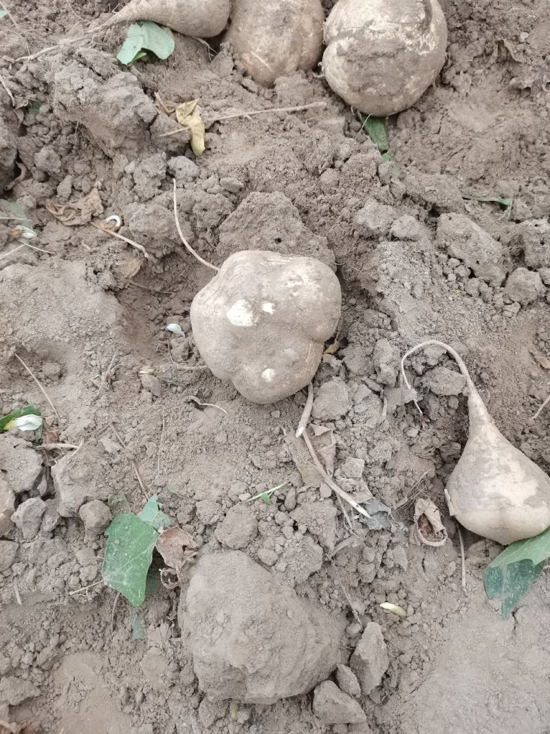 要严格筛选产品，凉薯地瓜湖北天门出大量有货