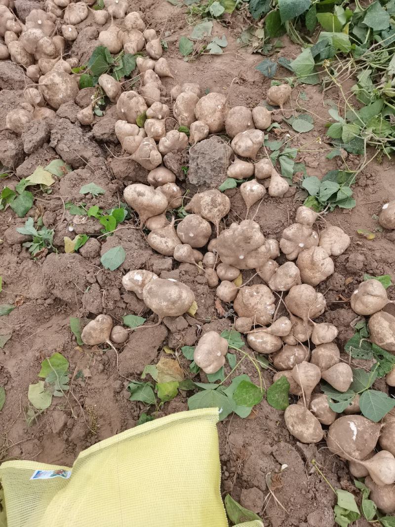 要严格筛选产品，凉薯地瓜湖北天门出大量有货