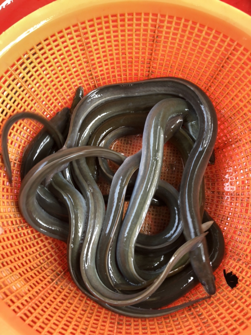 白鳗鱼苗鳗鱼苗已淡化养殖技术指导品种优良