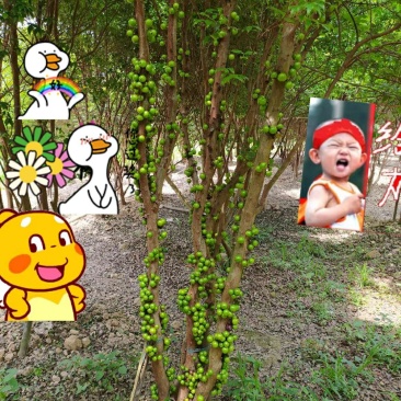 嘉宝果树苗，特价批发批量出货