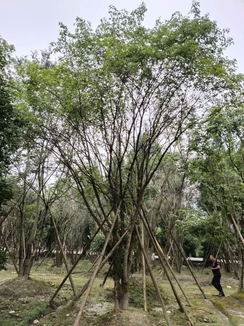 苗圃直供五丛以上丛生黄连木，大小规格都有