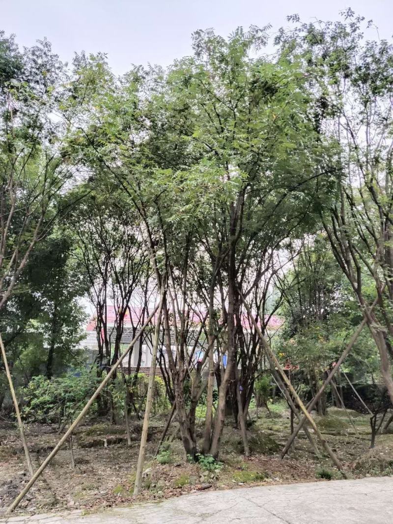 苗圃直供五丛以上丛生黄连木，大小规格都有