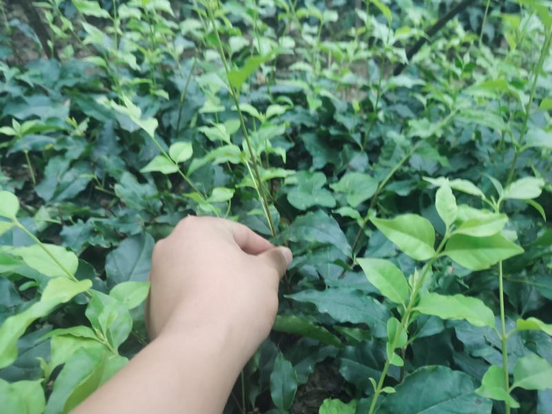 优质高产小叶苦丁茶苗
