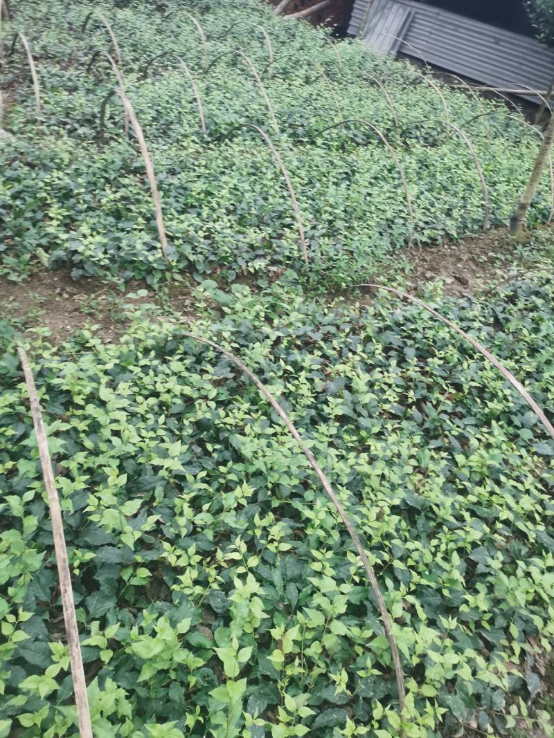 优质高产小叶苦丁茶苗