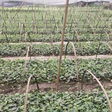 优质高产小叶苦丁茶苗