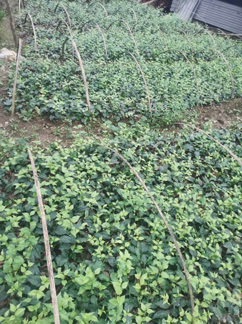 优质高产小叶苦丁茶苗