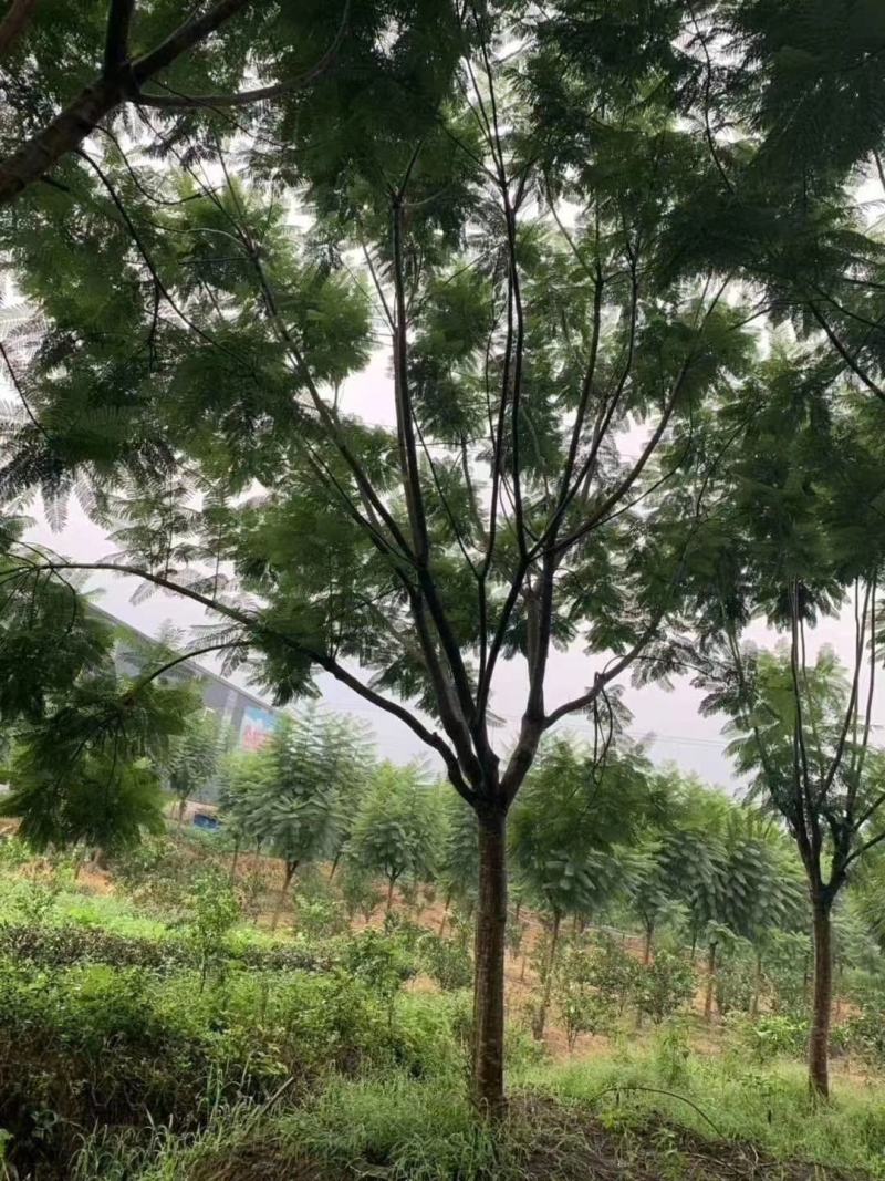 产地直销各规格精品蓝花楹，欢迎来电咨询