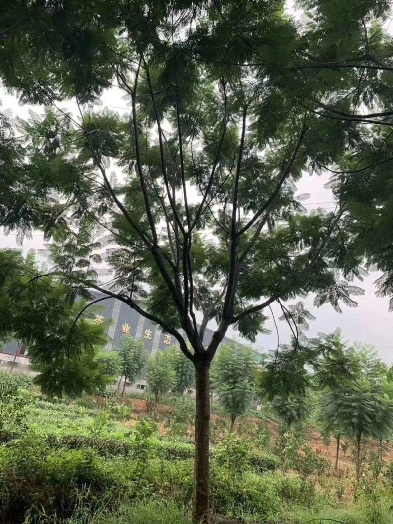 产地直销各规格精品蓝花楹，欢迎来电咨询