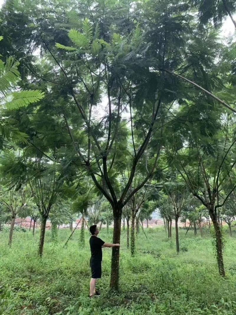 产地直销各规格精品蓝花楹，欢迎来电咨询