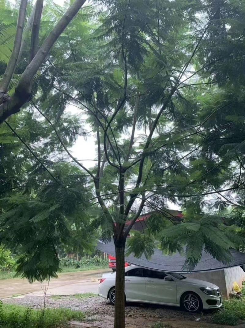 产地直销各规格精品蓝花楹，欢迎来电咨询