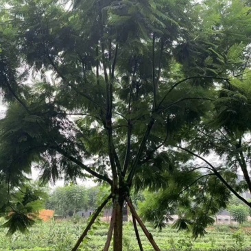 产地直销各规格精品蓝花楹，欢迎来电咨询