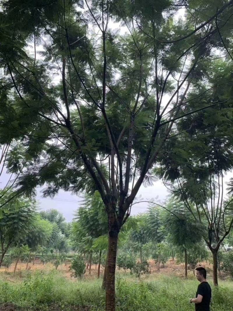 产地直销各规格精品蓝花楹，欢迎来电咨询
