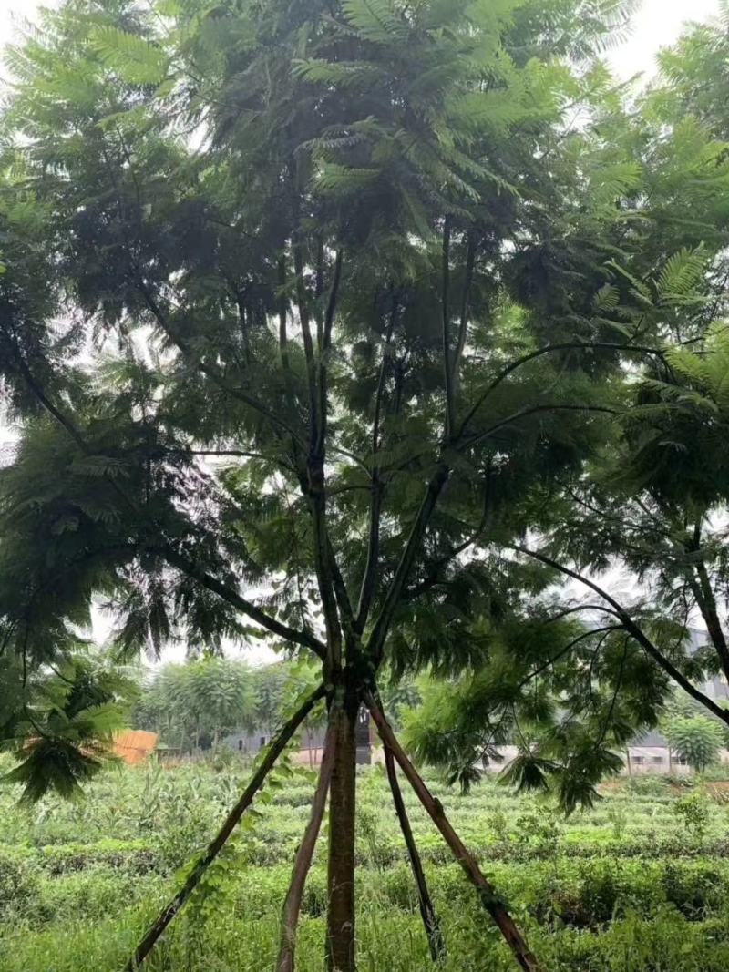 产地直销各规格精品蓝花楹，欢迎来电咨询