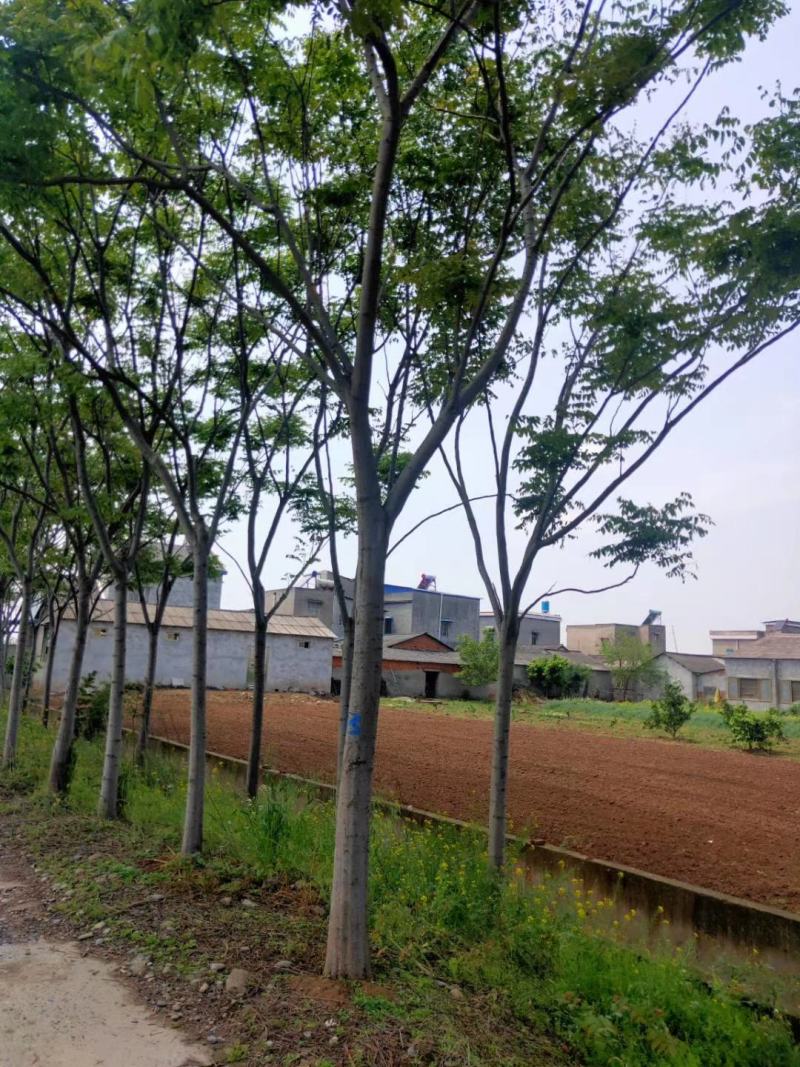 产地直销各规格精品栾树，欢迎来电咨询，保质保量