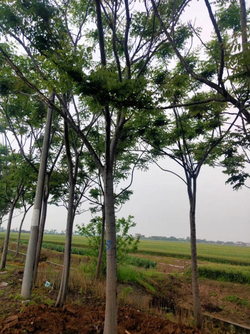 产地直销各规格精品栾树，欢迎来电咨询，保质保量