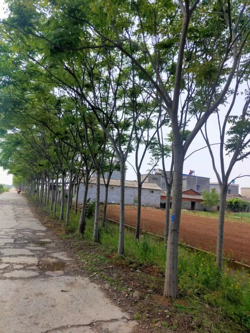 产地直销各规格精品栾树，欢迎来电咨询，保质保量