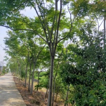 产地直销各规格精品栾树，欢迎来电咨询，保质保量