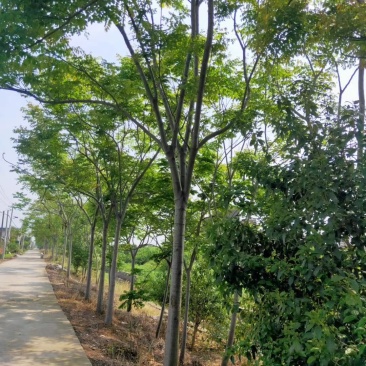 产地直销各规格精品栾树，欢迎来电咨询，保质保量
