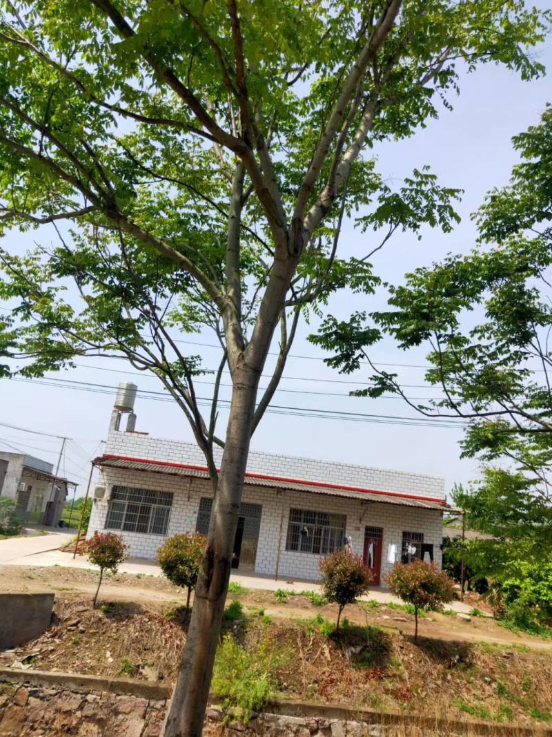 产地直销各规格精品栾树，欢迎来电咨询，保质保量