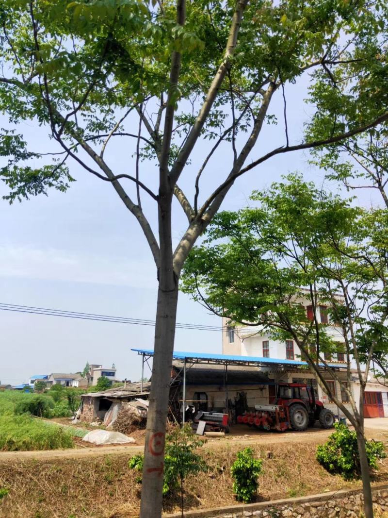 产地直销各规格精品栾树，欢迎来电咨询，保质保量