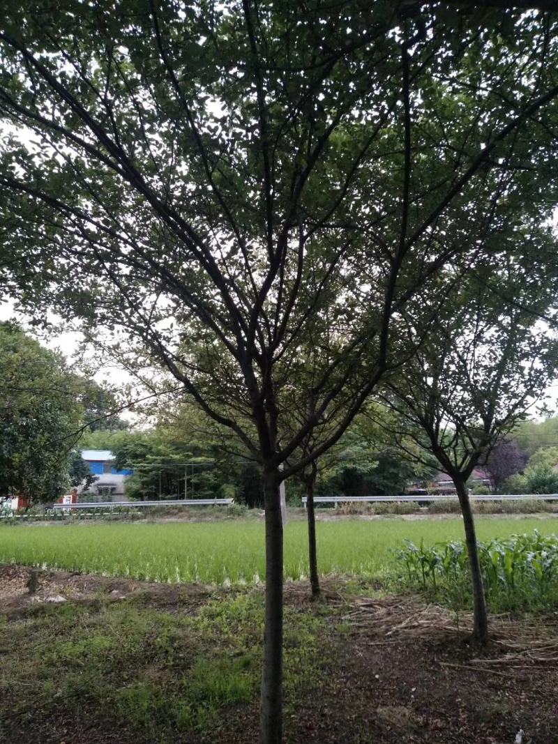 苗圃直销各规格垂丝海棠，高低分支都有，欢迎来电咨询