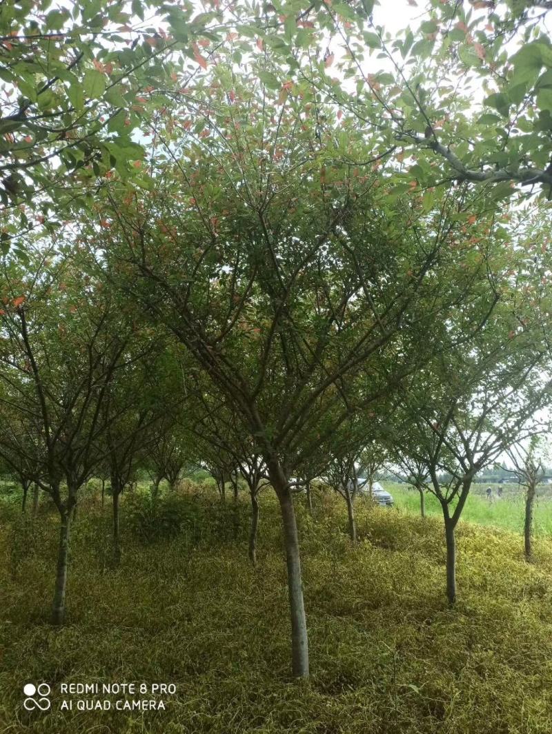 苗圃直销各规格垂丝海棠，高低分支都有，欢迎来电咨询