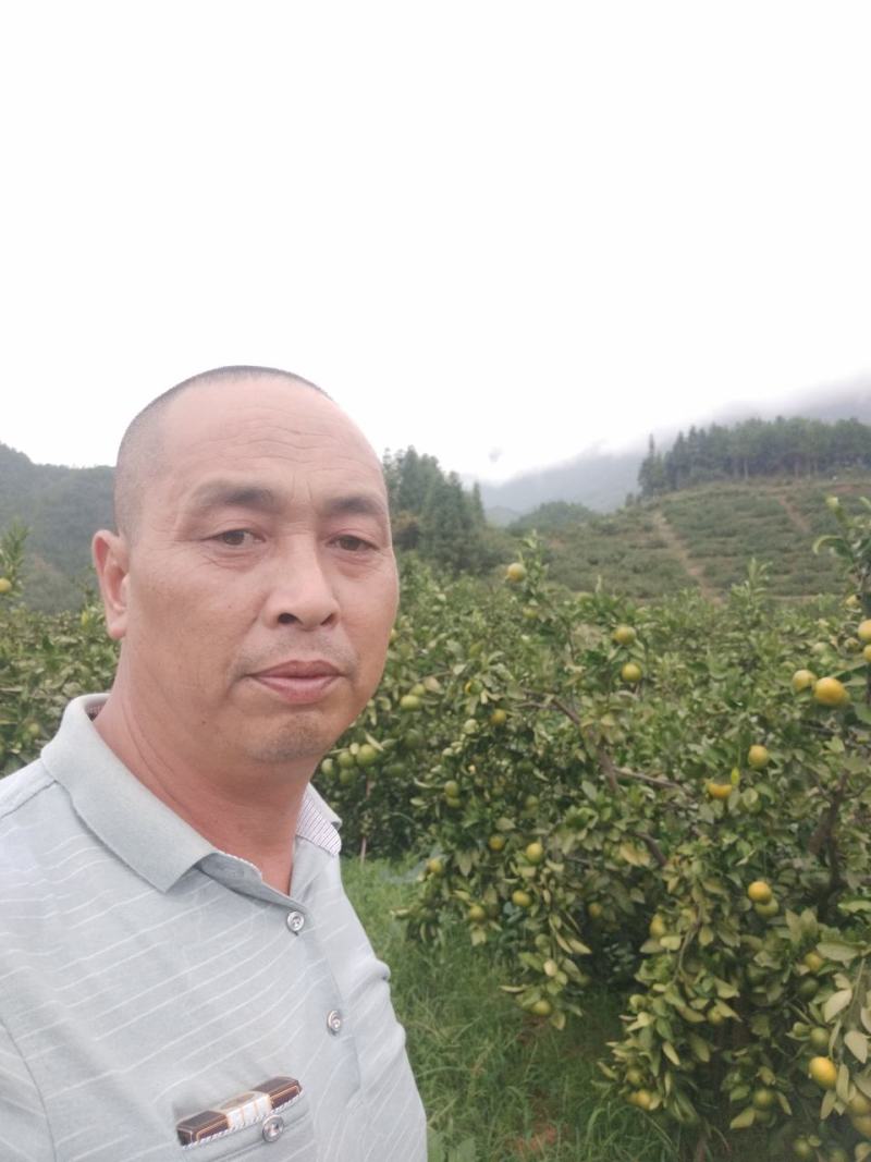 柑桔东江湖普早大量上市中