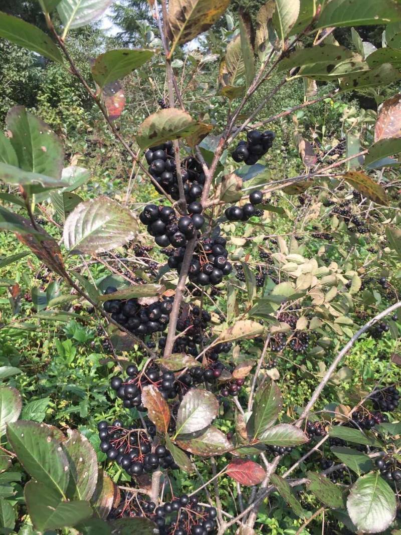 黑果花楸果药材可做红酒药酒可以口服的化妆品