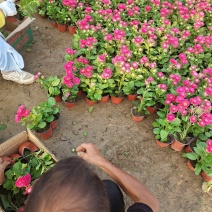 翠菊国庆草花摆花带营养杯中杯可以一亩田线上交易