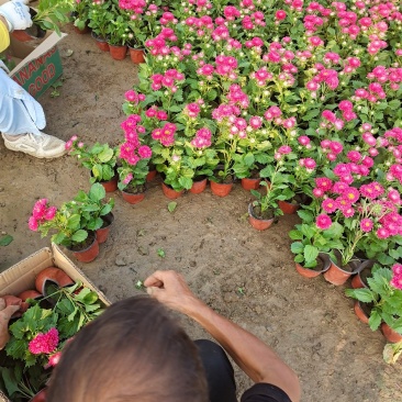 翠菊国庆草花摆花带营养杯中杯可以一亩田线上交易