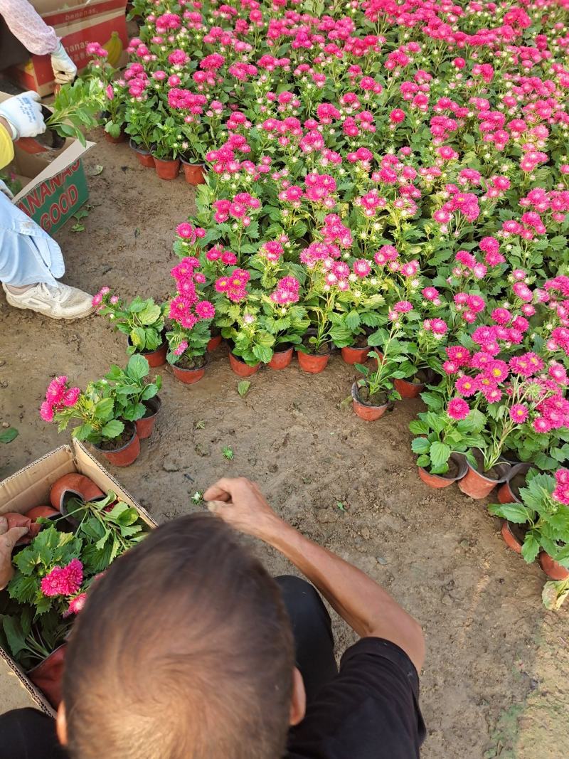 翠菊国庆草花摆花带营养杯中杯可以一亩田线上交易