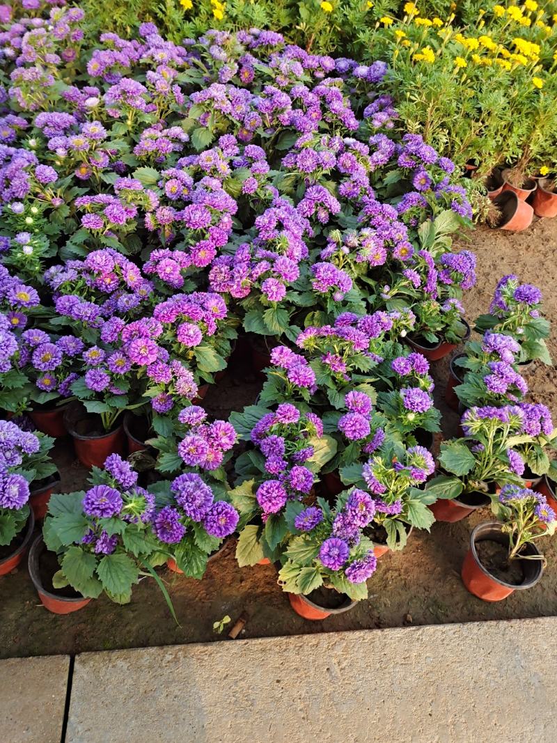 翠菊国庆草花摆花带营养杯中杯可以一亩田线上交易