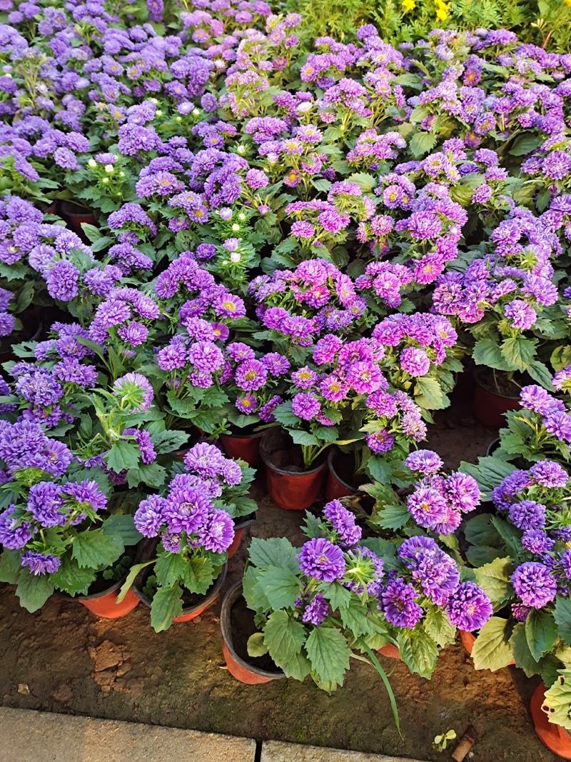 翠菊国庆草花摆花带营养杯中杯可以一亩田线上交易