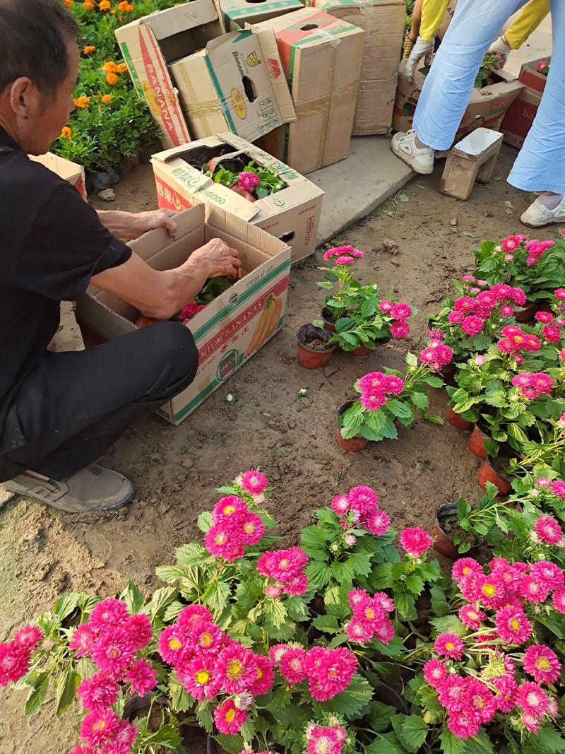 翠菊国庆草花摆花带营养杯中杯可以一亩田线上交易
