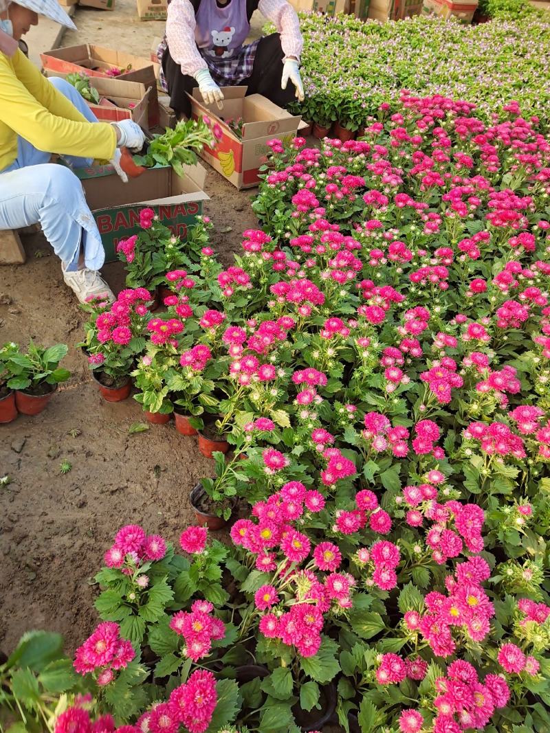 翠菊国庆草花摆花带营养杯中杯可以一亩田线上交易