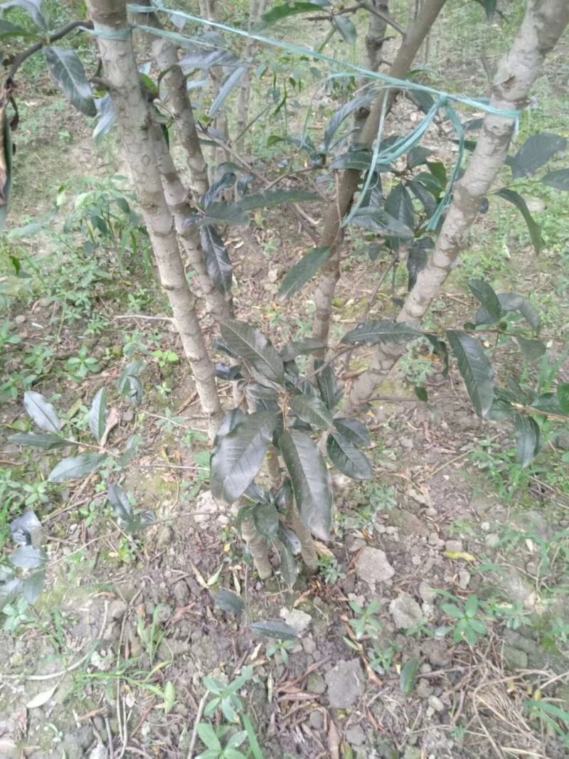 苗圃直供丛生单杆贴梗海棠，欢迎选购，保质保量