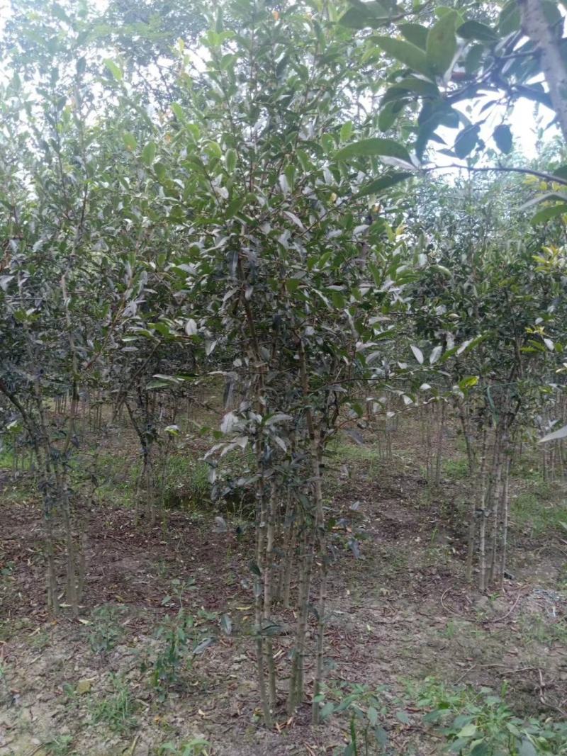 苗圃直供丛生单杆贴梗海棠，欢迎选购，保质保量