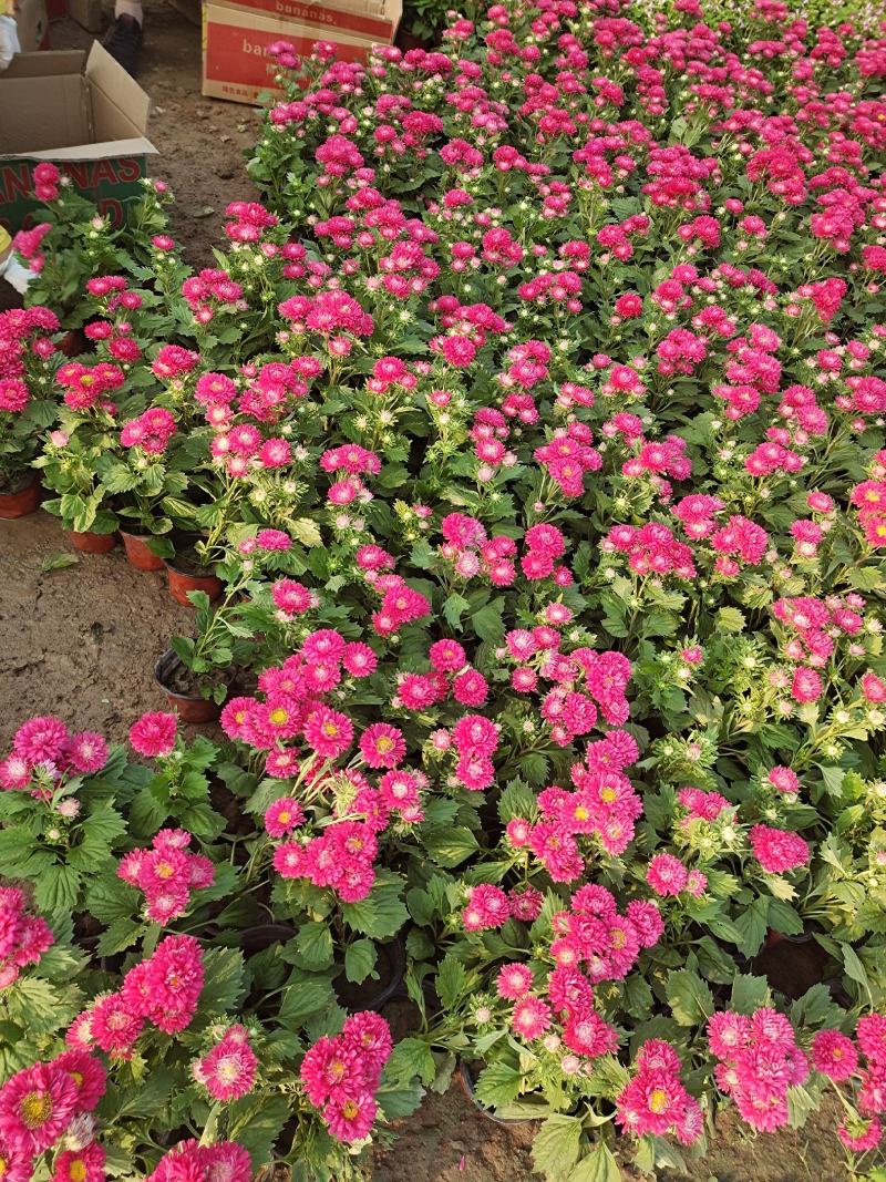 翠菊国庆草花摆花带营养杯中杯可以一亩田线上交易
