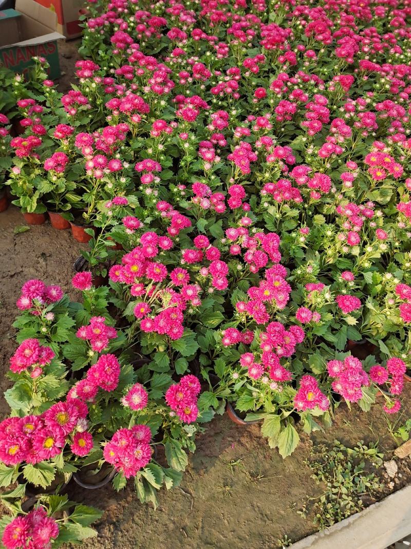 翠菊国庆草花摆花带营养杯中杯可以一亩田线上交易