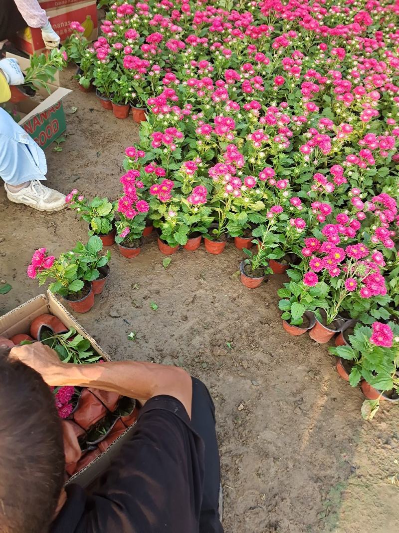 翠菊国庆草花摆花带营养杯中杯可以一亩田线上交易