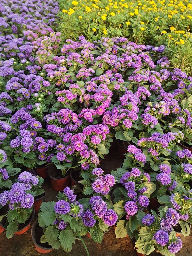 翠菊国庆草花摆花带营养杯中杯可以一亩田线上交易