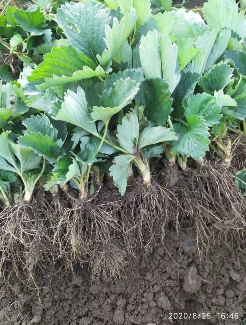 脱毒草莓苗繁育基地章姬草莓苗现挖现发确保品种根系发达