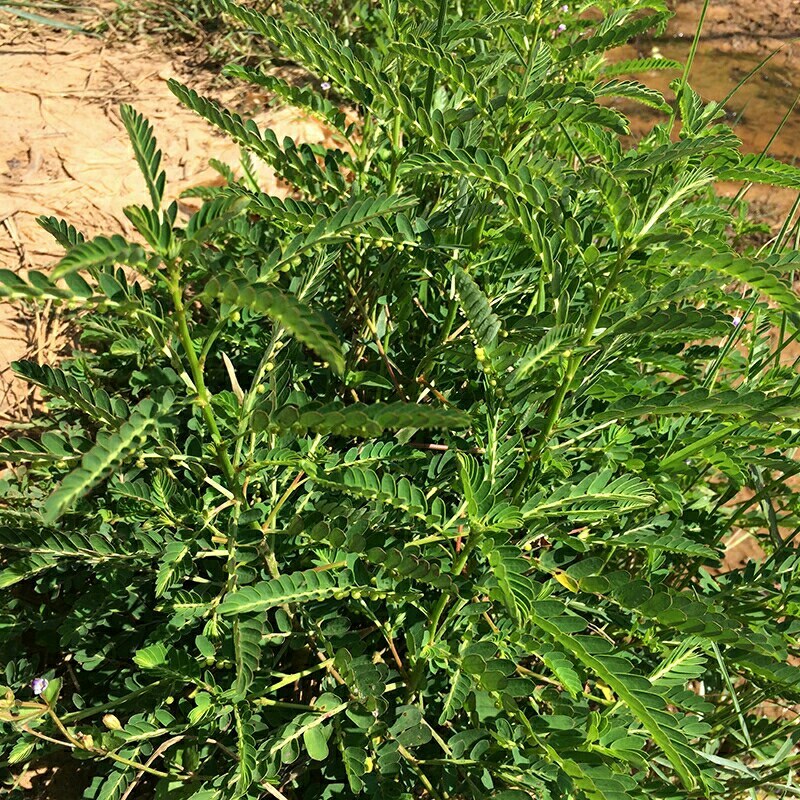 野生叶下珠珍珠草晨开夜合草新鲜现采包邮叶下珠晒干草
